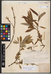 Salix burjatica Nasarow